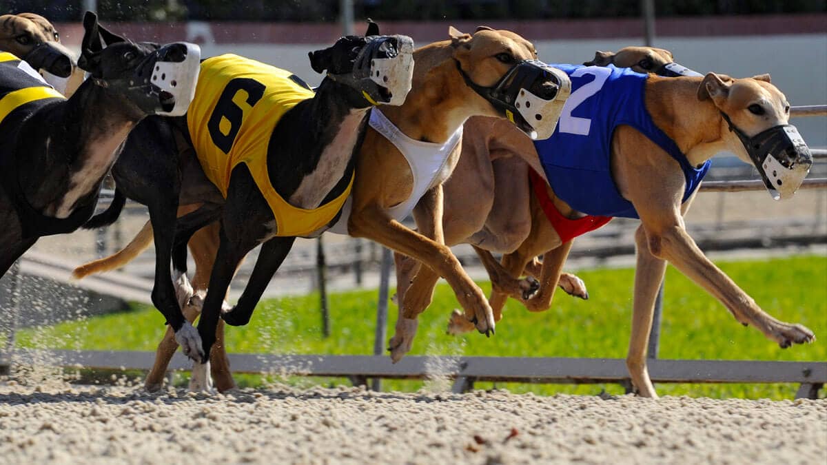 dog track betting on-line
