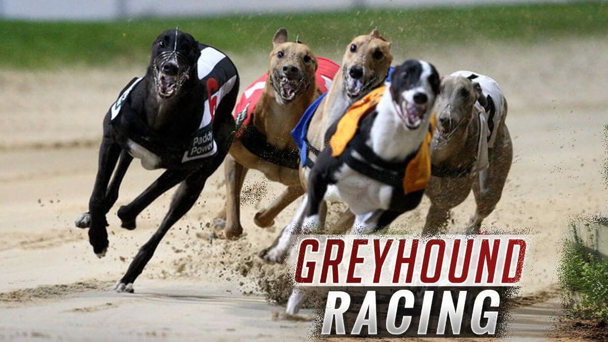Greyhound racing live betting online free indicator forex